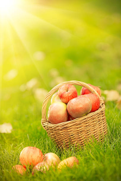 istock Basket with red apples in autumn 185634176