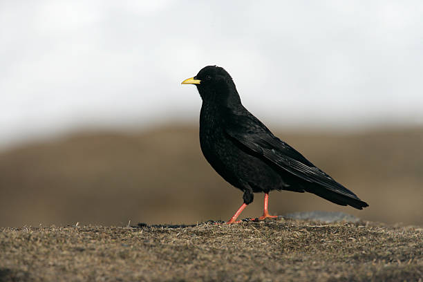 istock Alpine or yellow-billed chough, Pyrrhocorax graculus 185636315