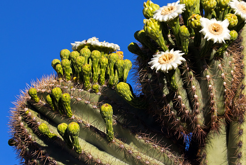 Cactus Flowers  close up
