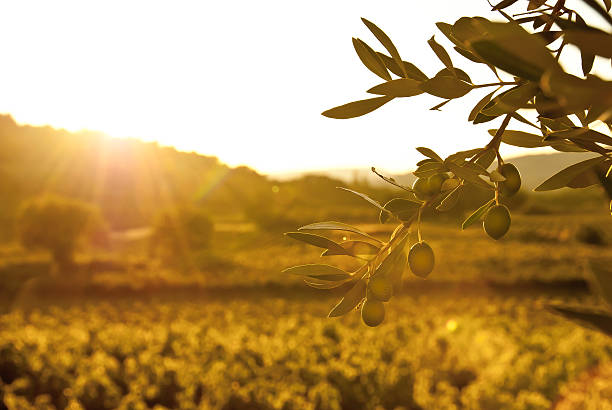 olive_grove - olive tree imagens e fotografias de stock