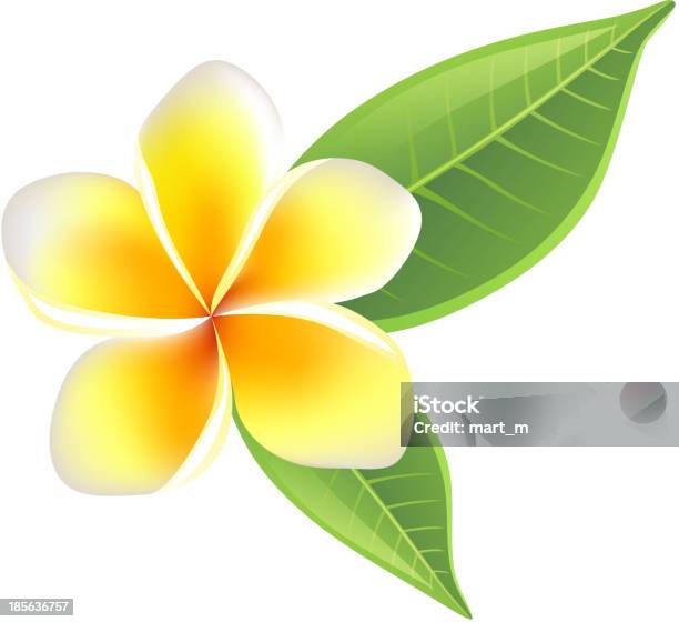 Fiore Di Frangipani - Immagini vettoriali stock e altre immagini di Bellezza naturale - Bellezza naturale, Bianco, Bocciolo