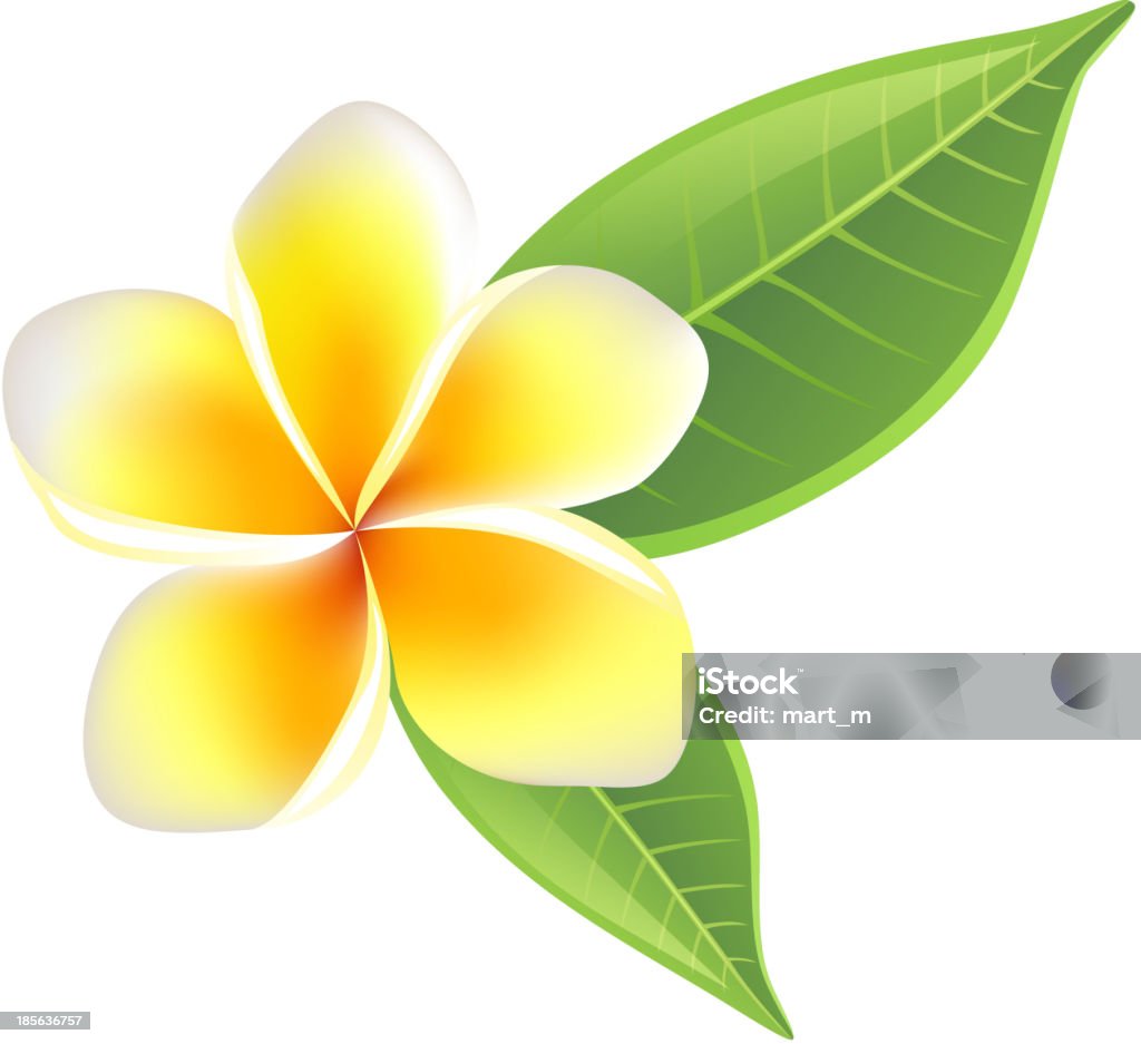 Plumeria kwiat - Grafika wektorowa royalty-free (Bez ludzi)