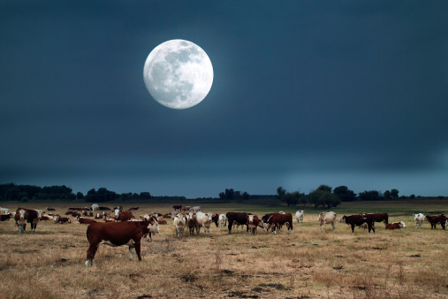 Moonrise over farmland