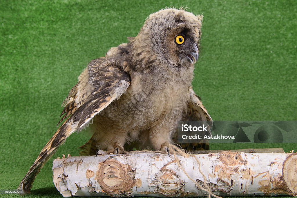 young bird owl young bird owl sitting on a wooden birch branch Alertness Stock Photo