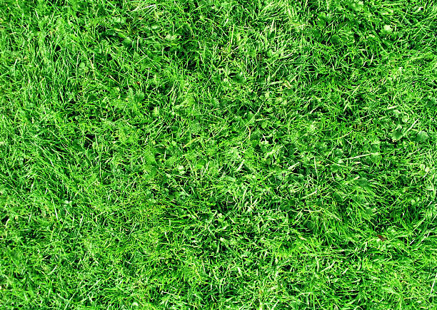 istock field of short grass 185637104