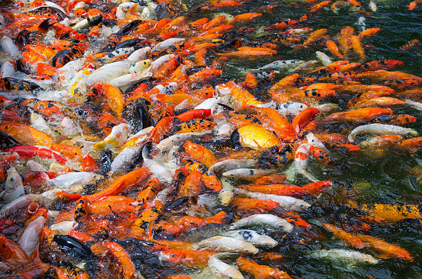 istock many Koi fish swim on the pond 185637167