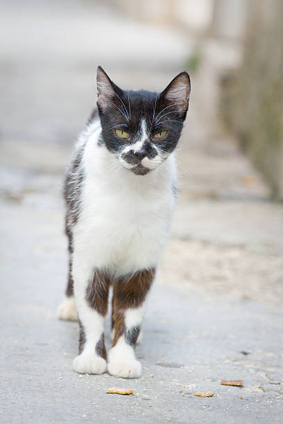 istock cat in the city 185637259