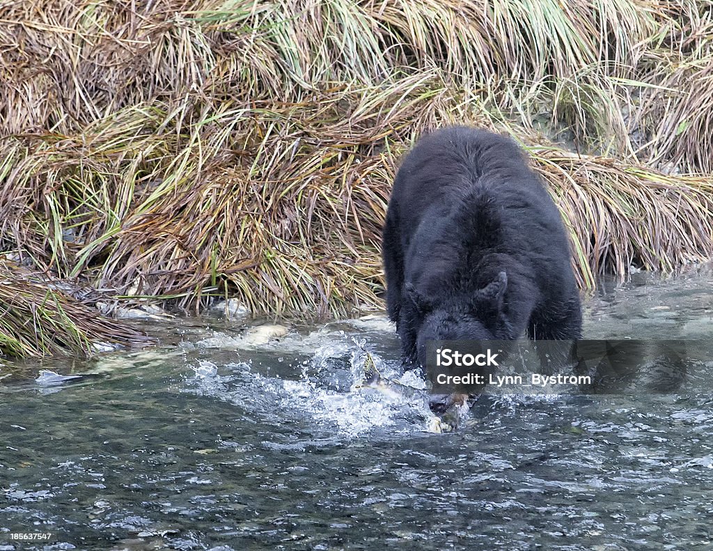 Urso preto bate salmão - Foto de stock de Água royalty-free