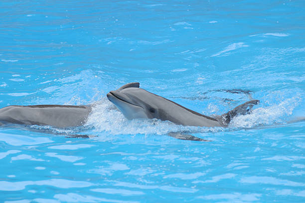 istock Grey Dolphin on a Very Blue Water 185637641