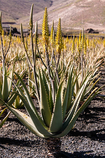 istock Aloe Vera plantation 185637815