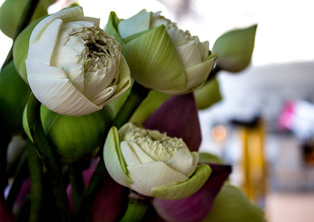 White lotus bud for respect Buddha in the temple.