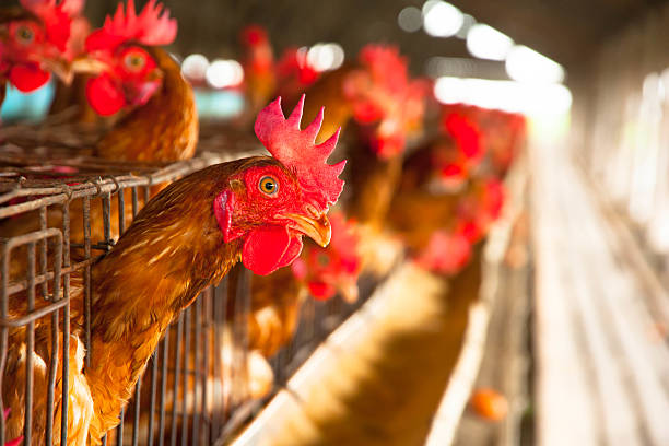 istock Eggs Chickens on the local farm 185638154