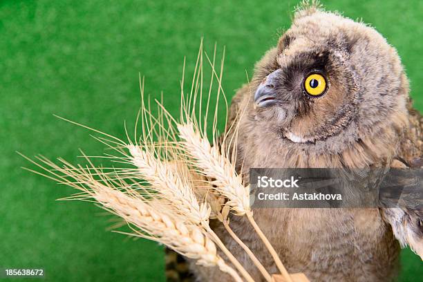 Foto de Pássaro Jovem Coruja e mais fotos de stock de Animal - Animal, Asa animal, Bico