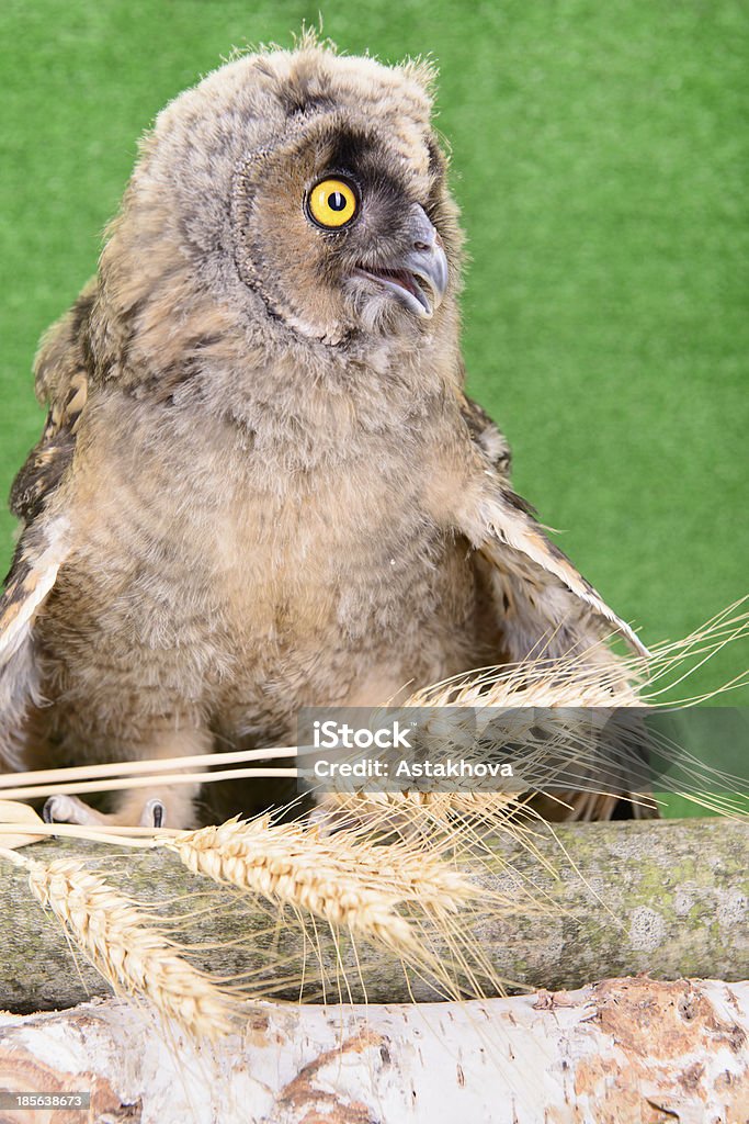 Grand-duc d'Amérique - Photo de Animal vertébré libre de droits