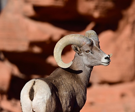 Large wild sheep in the mountains and desert of North America