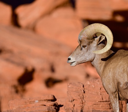 Large wild sheep in the mountains and desert of North America
