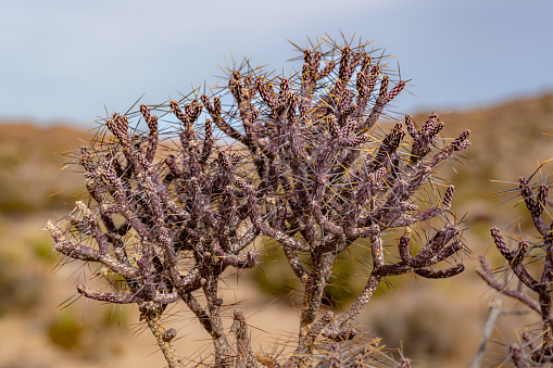 Purple Pencil Cholla cactus in Joshua Tree National Park California, USA.