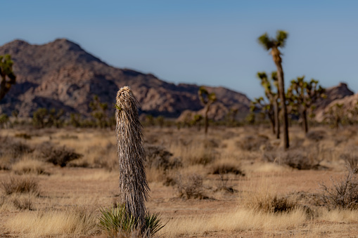 Single Yuccas, Joshua Tree within the desert of Joshua Tree National Park, near Twentynine Palms, California