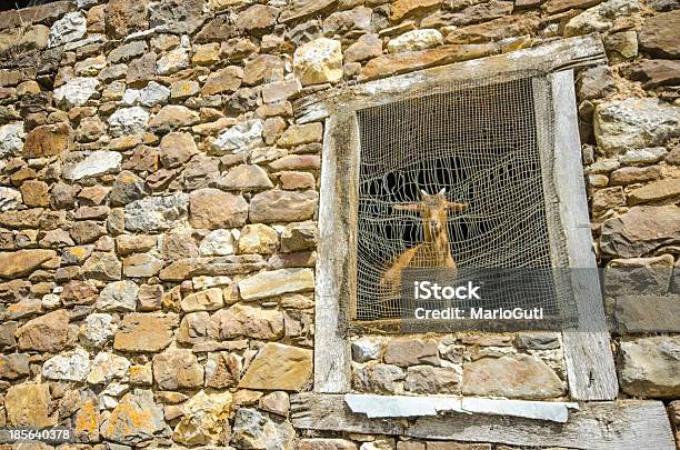 Bloccato Nel Fienile - Fotografie stock e altre immagini di Ambientazione esterna - Ambientazione esterna, Ambientazione tranquilla, Animale