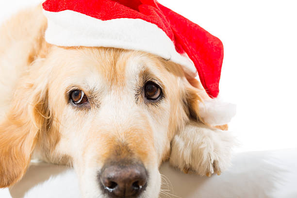 Golden retriever with christmas hat Golden retriever with christmas hat with white background in studio lieke klaus stock pictures, royalty-free photos & images