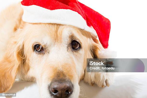 Golden Retriever With Christmas Hat Stock Photo - Download Image Now - Animal, Canine - Animal, Celebration