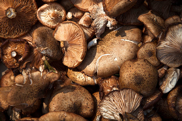 istock Wild mushrooms in the market 185641354