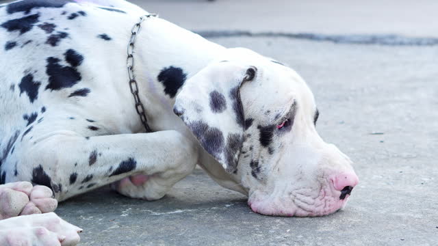Great Dane misses his owner and waits for owner to come home.