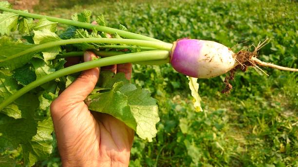 istock Organic Farming of Turnips 1856421532