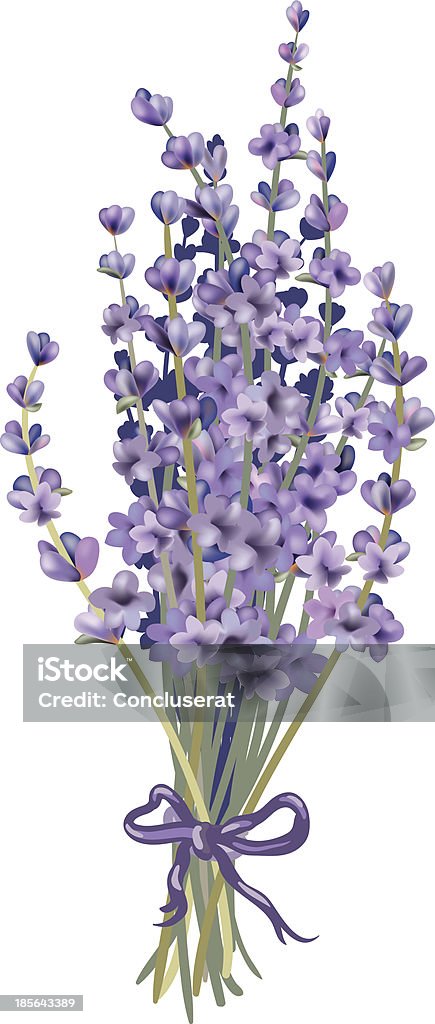 Lavender bouquet Coloured lavender bouquet. Objects can be easily regrouped. Drawn with illustrator's brushes and gradient mesh. Bouquet stock vector