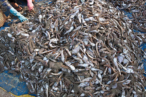 The fisherman's catch is sorted on the beach by the women in Mui Ne, Vietnam. Much of the fish will go to make Nuoc Cham, or fish sauce, for which Mui Ne and the nearby Phan Thiet are famous.