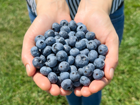 Woman holding a handful of organic blueberries in a berry farm