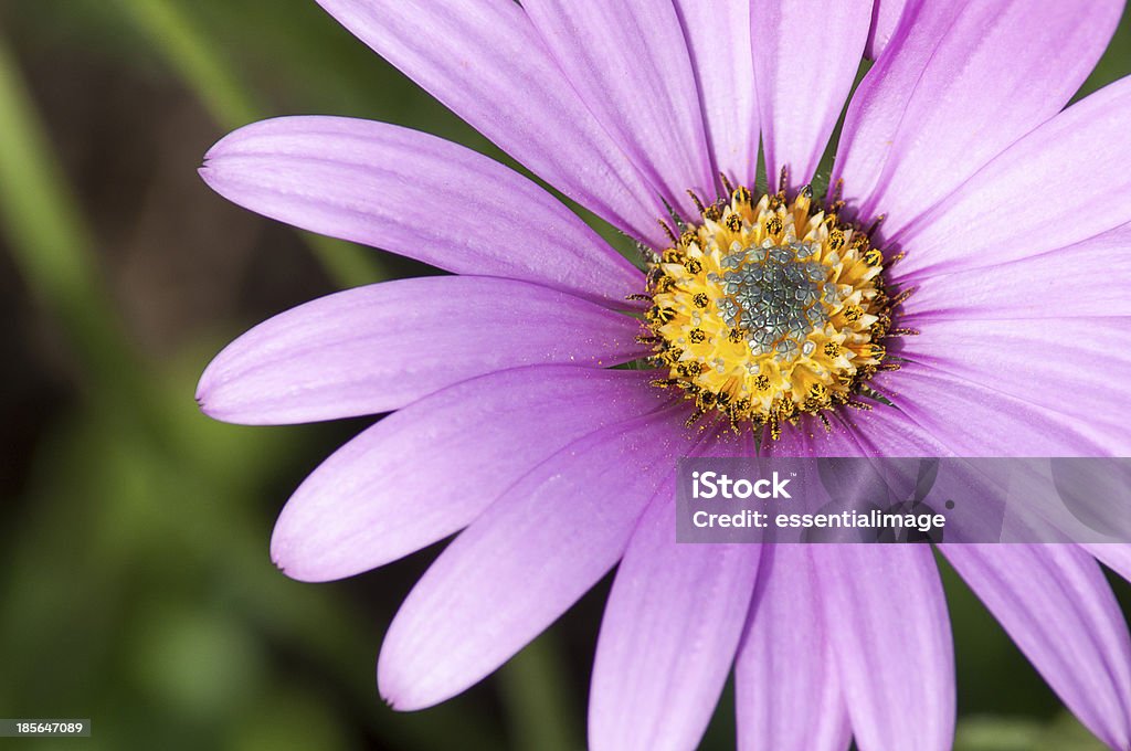 Close-Up de rosa de Violet Osteospermum roxo - Foto de stock de Abstrato royalty-free