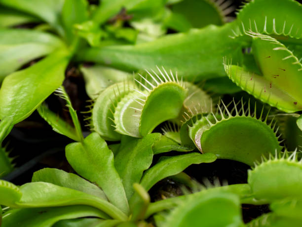 istock A bright green carnivorous plant. Flower catches small animals with a sharp trap. 1856471884