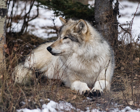 Handsome gray wolf portrait in an Autumn Northern Minnesota setting. (Canis Lupus)