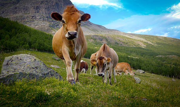 Cows (Jersey cattle) Jersey cows moving towards you in mountains in Norway. østfold stock pictures, royalty-free photos & images