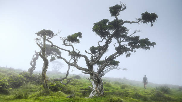 istock Mist-Kissed Solitude: A Lone Tree Standing Sentinel on a Fog-Enveloped Mountain
