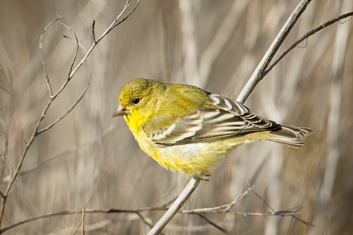 A small American goldfinch is perched on a small branch  in eastern Washington.