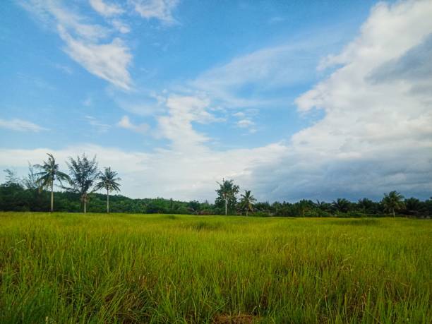 istock green meadow with blue sky cloud background 1856478646
