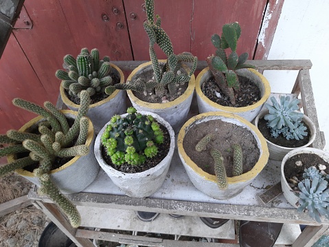 A table with several pots of cactus plants. This asset is suitable for interior design blogs, gardening websites, home decor magazines, and social media posts about indoor plants.