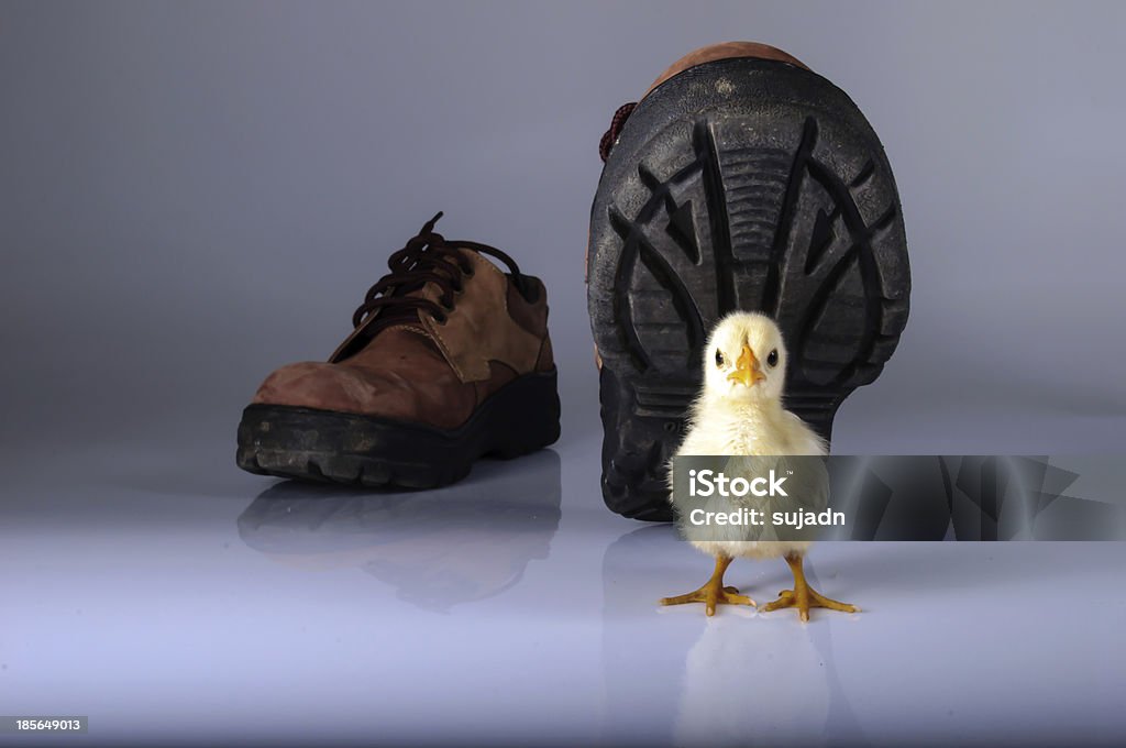 Chicks and treaded footwear Animal Stock Photo