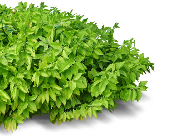 istock Nature, leaves, green bushes. 1856505857