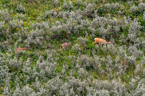 A female deer and her twin fawns graze as they walk across the side of a hill near Writing-on-stone provincial park.  The hill has a lot of sage brush.  The fawns have spots still.