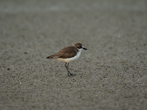 Lesser Sand-Plover on ground