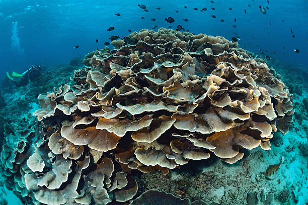 istock Leaf coral and tropical underwater life 185651263