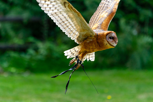 A North American Barn Owl flies in a demonstration at a bird rehabilitation site.  This bird of prey was injured and rehabilitated.  In flight the orange brown bird’s wings and tail appear nearly transparent, glowing in the sunlight.  It has leather straps attached to its  legs, called anklets and jesses.