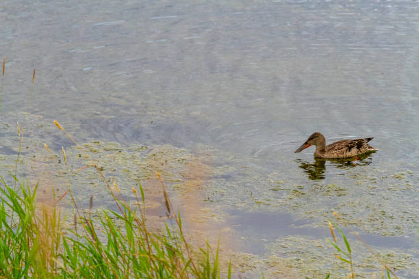 hembra o macho inmaduro de pato cuchara del norte en un estanque pantanoso, sur de alberta, canadá - animals in the wild blue beak mottled fotografías e imágenes de stock