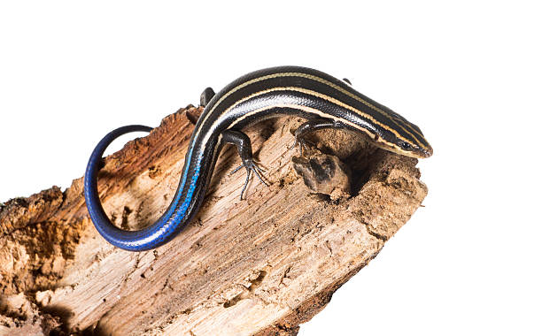 istock American five-lined skink  in the juvenile coloring  on  tree 185652092