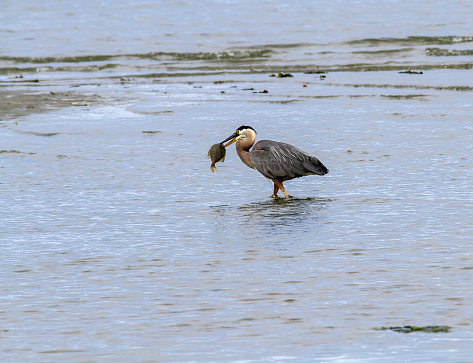 On the east coastline of Vancouver Island, near Parksville, a Great Blue Heron has caught a flounder fish.  The fish is too large for the bird to eat, and eventually it leaves it dead in the water after trying to eat it several times.