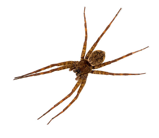 istock Selenopid Crab Spider   on white background 185652187