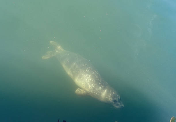 A Pacific Harbor seal plays in the water of Victoria near the wharf stock photo